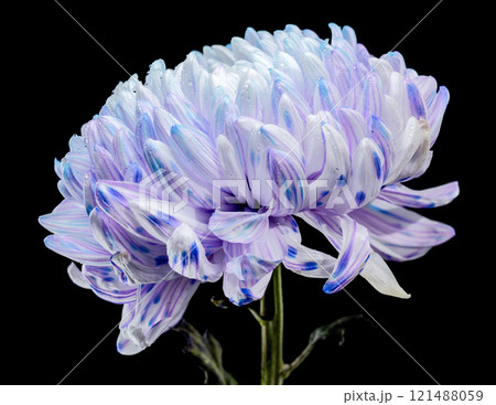 Violet and White Chrysanthemum with Water Droplets on black background 121488059