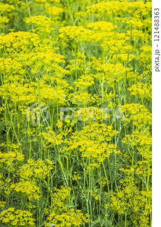 Blooming dill Blooming dill 121488363