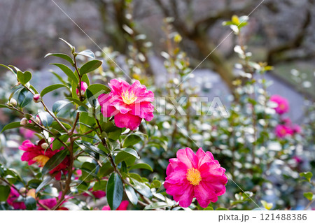 椿の花 121488386