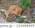 トラ模様の野良猫 121488449