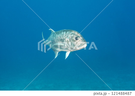 ロウニンアジ 121488487