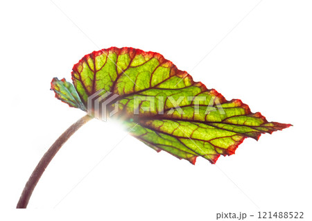 木の葉 葉 草の葉 121488522