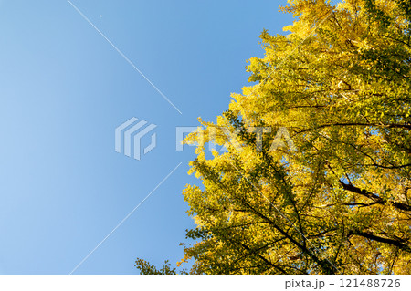 秋の空と紅葉したイチョウの木 秋の空と紅葉したイチョウの木 121488726