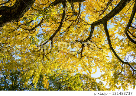 紅葉したイチョウの木 121488737