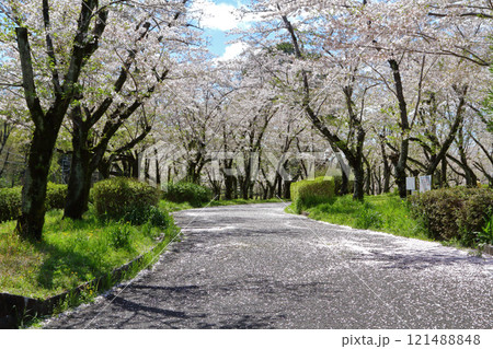 名古屋市 平和公園 桜 名古屋市 平和公園 桜 121488848