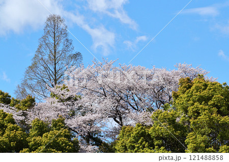 名古屋市　平和公園　桜 121488858