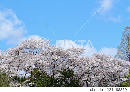 名古屋市 平和公園 桜 名古屋市 平和公園 桜 121488859