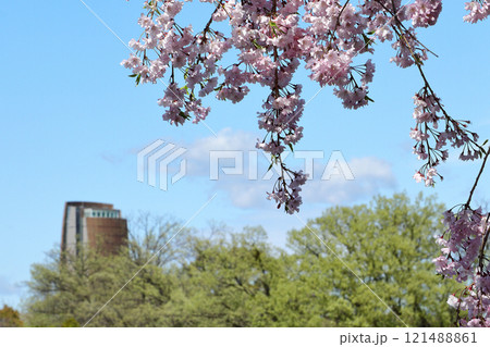 名古屋市 平和公園 桜 名古屋市 平和公園 桜 121488861