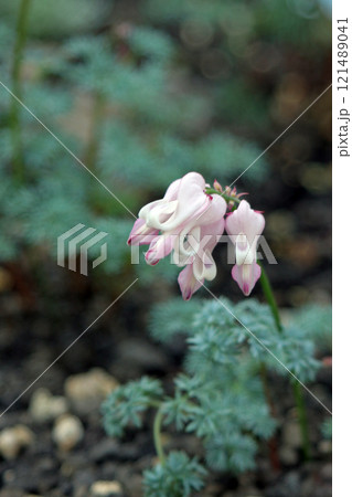 コマクサ コマクサ 121489041