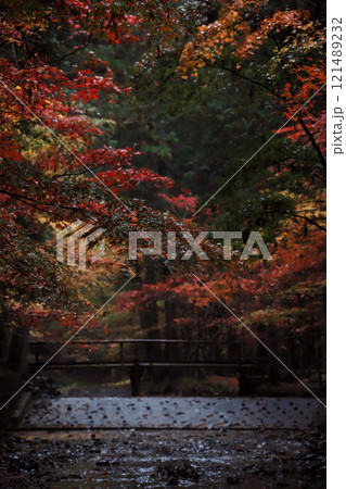 遠州森町・小國神社:川に映える紅葉 121489232