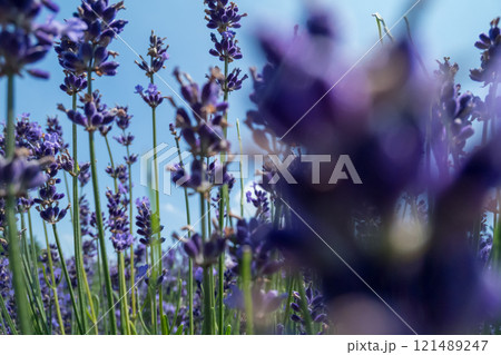 青空に映えるラベンダー 青空に映えるラベンダー 121489247
