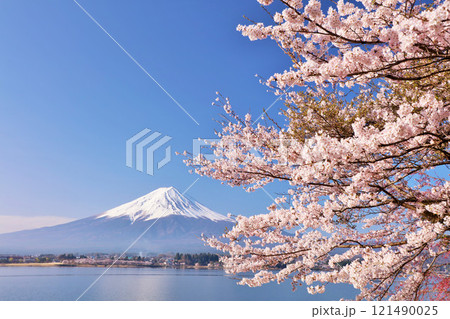 日本の春 富士山と桜 日本の春 富士山と桜 121490025