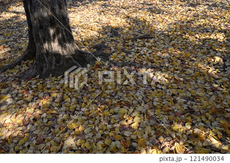 公園の落ち葉 121490034