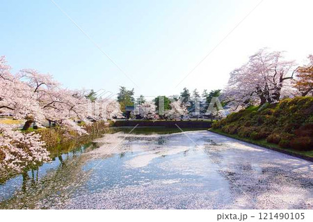 満開の桜 花筏 松が岬公園 さくら サクラ ソメイヨシノ 満開の桜 花筏 松が岬公園 さくら サクラ ソメイヨシノ 121490105