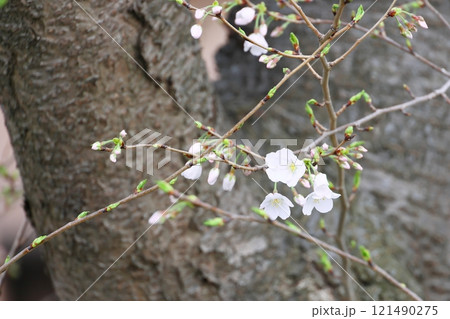 春の訪れを告げる桜 121490275