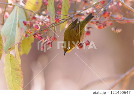 マユミの木に止まるメジロ マユミの木に止まるメジロ 121490647