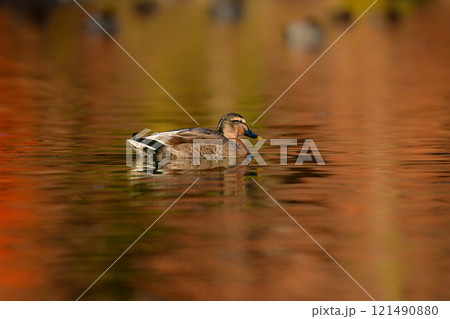 冬のカモの群れの中に時々見られる親子が異なる混血のカモ 冬のカモの群れの中に時々見られる親子が異なる混血のカモ 121490880