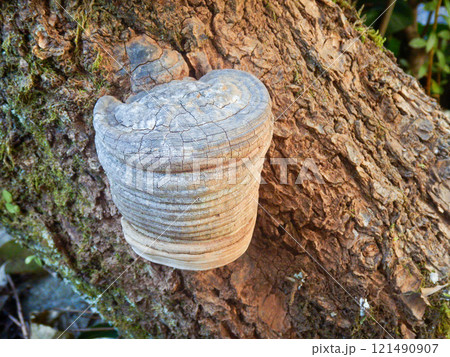 重なりが美しいコフキサルノコシカケ 121490907