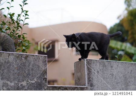 塀の上で黒猫とキジトラが顔を突き合わせてる 塀の上で黒猫とキジトラが顔を突き合わせてる 121491041