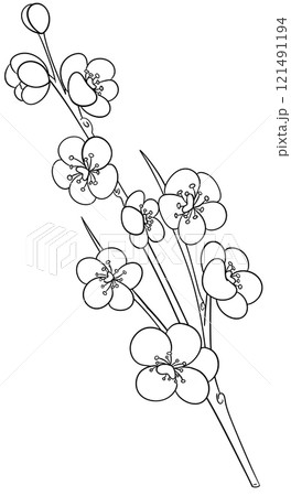 Cherry blossom Coloring Page Cherry blossom Coloring Page 121491194