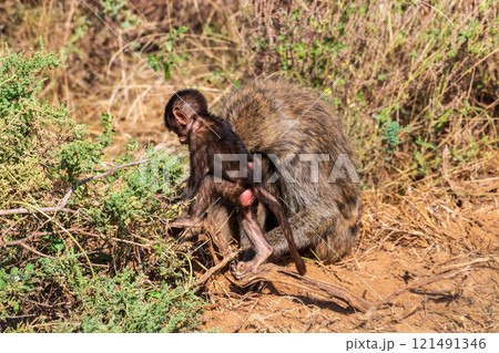 Baboons in Samburu national reserve 121491346