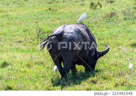 Buffalos in Lake Nakuru National park 121491348