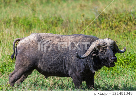 Buffalos in Lake Nakuru National park 121491349