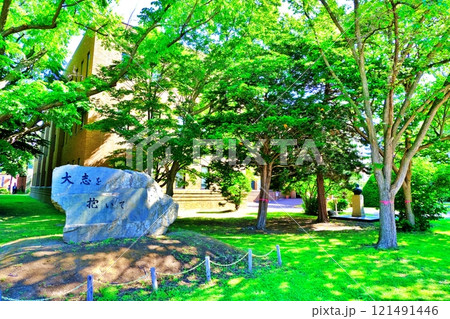 北海道大学キャンパスの景観 北海道大学キャンパスの景観 121491446