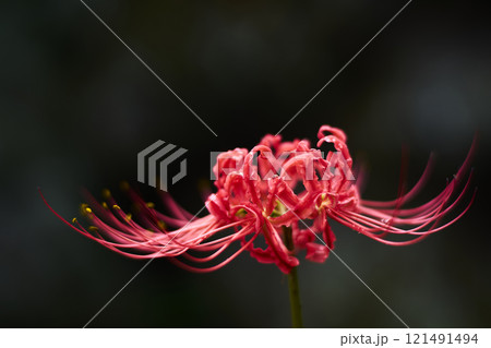 赤い彼岸花 121491494