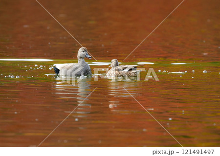皇居や川や公園等、冬の水辺で見られるシックな羽をまとったオカヨシガモ 121491497