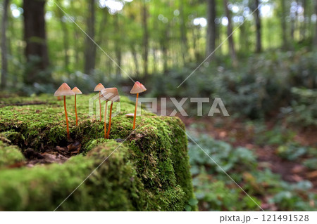 青森県　蔦温泉　沼めぐりの小路で出会ったキノコ 121491528