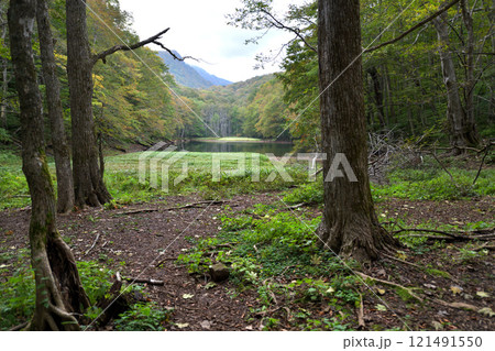 青森県 蔦温泉 長沼 沼めぐりの小路 青森県 蔦温泉 長沼 沼めぐりの小路 121491550