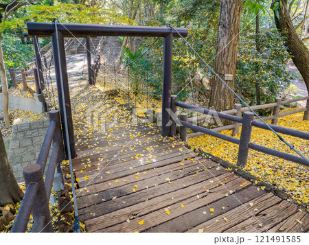 晩秋の公園風景 銀杏が落葉しているつり橋(千葉県市川市・里見公園) 晩秋の公園風景 銀杏が落葉しているつり橋(千葉県市川市・里見公園) 121491585
