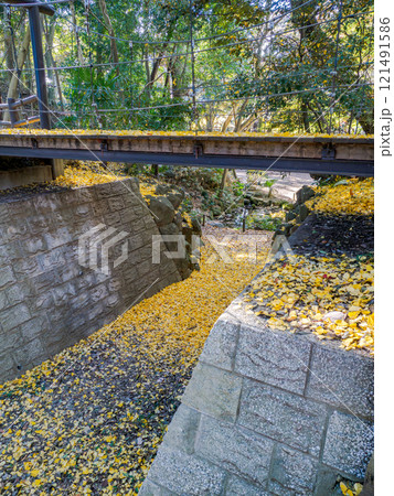 晩秋の公園風景　銀杏が落葉しているつり橋（千葉県市川市・里見公園） 121491586