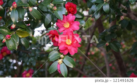 ピンクの寒椿 121491626