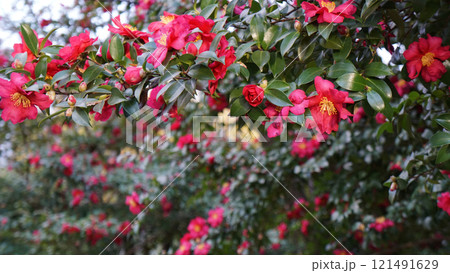 ピンクの寒椿の群生 121491629