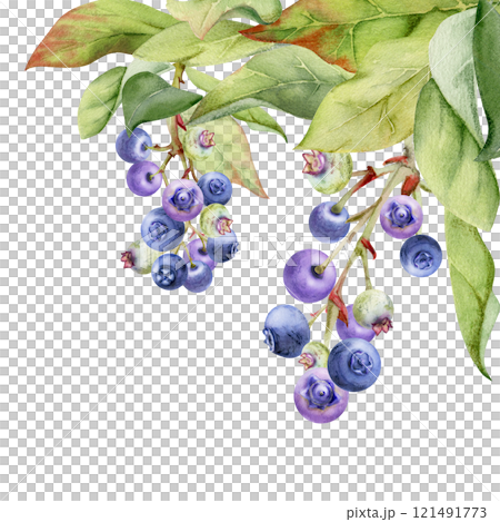 Blueberry blackberry cluster group with green leaves foliage on branch, hand drawn in watercolor, ripe forest berry. Isolated botanical illustration, for restaurant, dessert cafe menu, farmers market 121491773