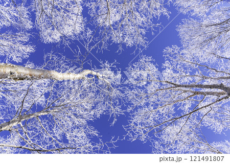 厳冬の霧ケ峰高原から朝日に照らされて輝く樹氷 121491807