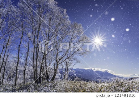 厳冬の霧ケ峰高原から朝日に照らされて輝く樹氷 厳冬の霧ケ峰高原から朝日に照らされて輝く樹氷 121491810