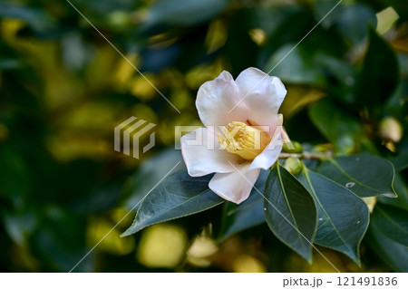 白い椿の花が咲いていました 121491836