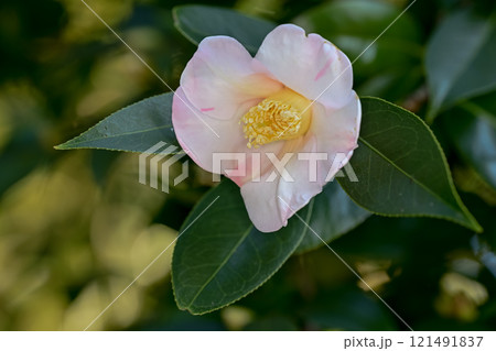 白い椿の花が咲いていました 白い椿の花が咲いていました 121491837