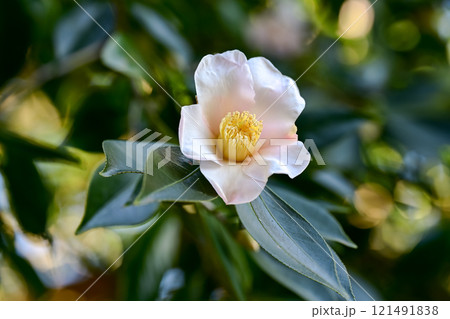 白い椿の花が咲いていました 121491838