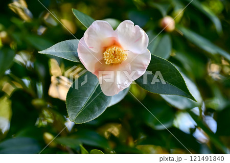 白い椿の花が咲いていました 白い椿の花が咲いていました 121491840
