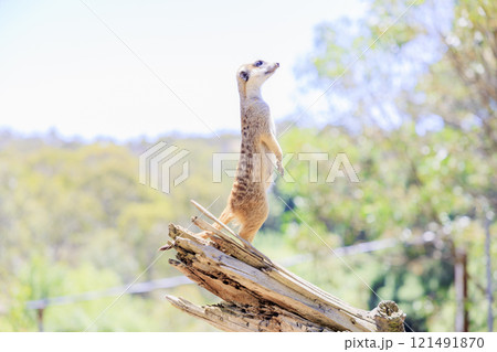 見晴らしのいいところで見張りをするミーアキャット 121491870
