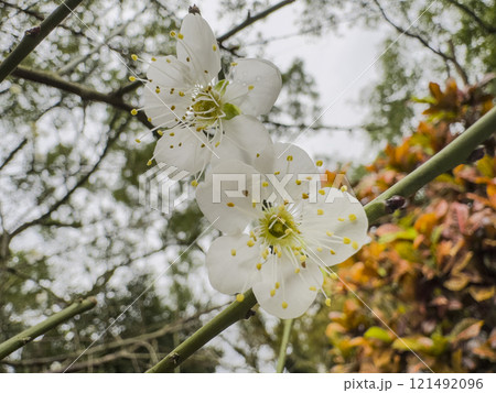 梅花の写真素材 [121492096] - PIXTA 