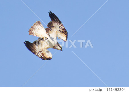 急降下する瀬戸内海のミサゴ 121492204
