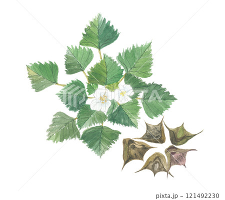 水彩で描いた菱 ヒシと実 水彩で描いた菱 ヒシと実 121492230
