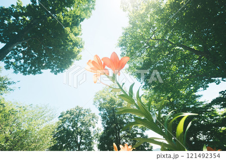 森の中で元気に咲くユリの花 森の中で元気に咲くユリの花 121492354
