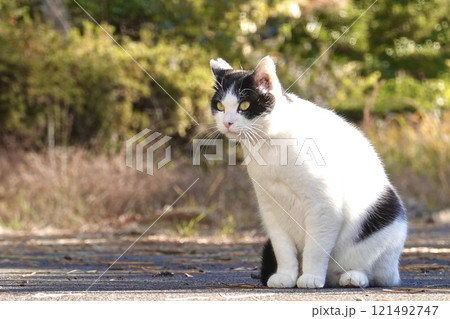 端正な顔の白黒ネコ 121492747