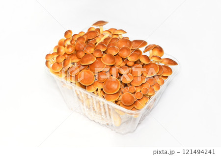 きのこ（かきの木茸） 121494241